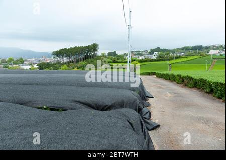 Écran pour l'ombrage - Baron écran: Utilisé dans les plantations de thé pour protéger les feuilles contre les vents et la forte lumière du soleil. Banque D'Images