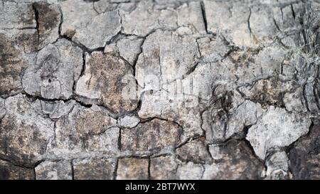 Texture en bois gris sec craquelé. Écorce d'un arbre qui se fissure de l'humidité ou sec. Texture de l'écorce fissurée ancienne. Arrière-plan Banque D'Images