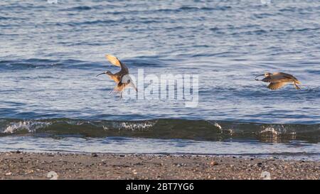 Deux Whimbrels sur le point de débarquer sur la plage près de l'eau Banque D'Images