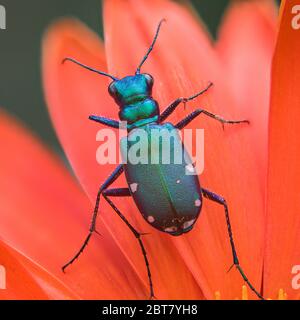 Photo macro de coléoptère à six points de tigre cicindela sur fleur de couleur orange Banque D'Images