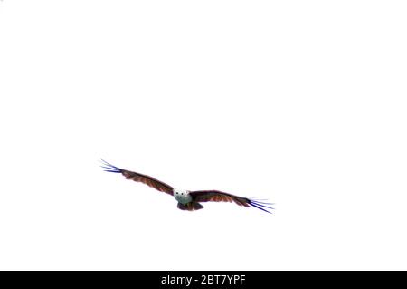 Un aigle volant librement dans le ciel ouvert Banque D'Images