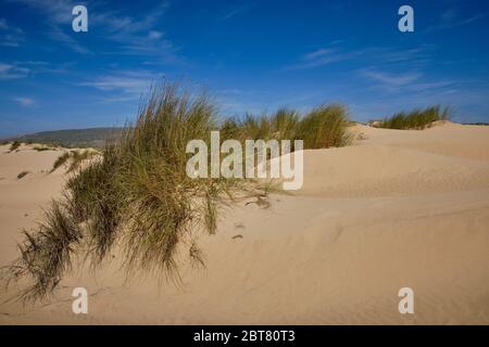 Dunes de sable à Praia da Carrapateira Banque D'Images