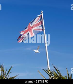 Drapeau britannique emblématique avec un mouette en arrière-plan, photo emblématique du Royaume-Uni ou de la Grande-Bretagne Banque D'Images