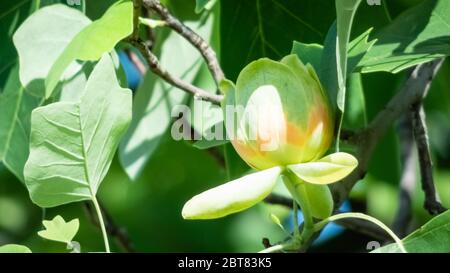 Liriodendron tulipifera. Fleur de tulipe au printemps. Banque D'Images