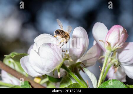 Au printemps, une abeille recueille le nectar d'une fleur d'un pommier. Vue macro en gros plan Banque D'Images