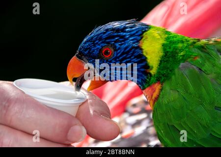 Lorikeet arc-en-ciel (Trichoglossus moluccanus) sirotant le nectar d'une coupe tenue par la main d'une jeune femme. Banque D'Images