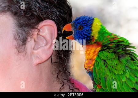 Un petit oiseau coloré m'a dit, Rainbow Lorikeet (Trichoglossus Haematodus), chuchotant un secret ou des potins dans l'oreille d'une femme. Banque D'Images