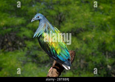 Pigeon de Nicobar (Caloenas nicobarica) assis sur la branche. Bel oiseau coloré. Banque D'Images