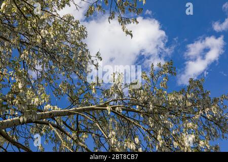 Arbre blanc et nuages blancs (peuplier blanc), ouest de la Slovaquie Banque D'Images