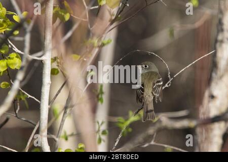 Le plus petit flycatcher (Empidonax minimus) Banque D'Images