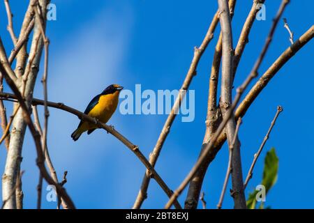 Violacé Euphonia (Euphonia violacea) sur une branche Banque D'Images