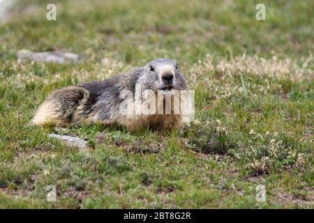 Marmot a repéré sur le parc national du Grand Paradis faune Italie Banque D'Images