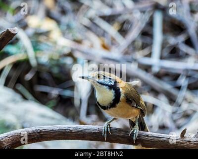 Le grand Laughingthrush à encolure (Garrulax pectoralis) est un grand oiseau à queue longue, de style thrushlike avec un collier noir Banque D'Images