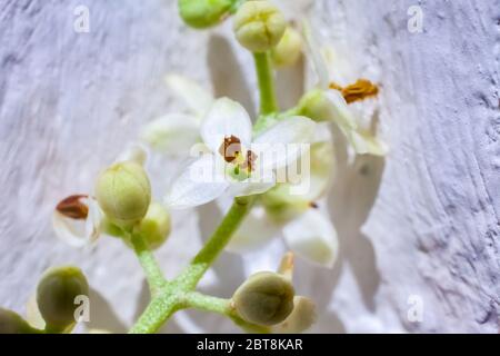 Macro-prises de vue des boutons et des fleurs d'olive devant un fond blanc Banque D'Images