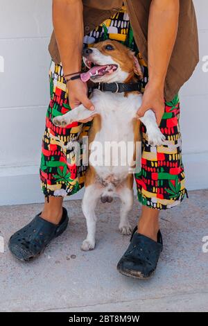 Jeune homme tenant le chien de beagle le faisant se tenir sur les jambes ind Banque D'Images