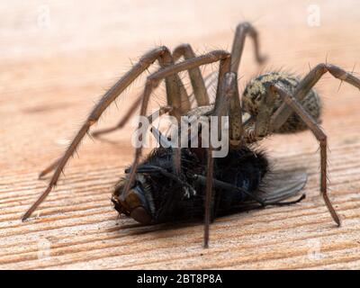 Gros plan d'une araignée de maison géante femelle (Eratigena duellica) se nourrissant d'une grande mouche à bleuets (Calliphora vicina). Delta, Colombie-Britannique, Canad Banque D'Images