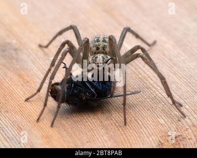 Araignée de maison géante femelle (Eratigena duellica) se nourrissant d'une grande mouche à bleuets (Calliphora vicina). Delta, Colombie-Britannique, Canada Banque D'Images