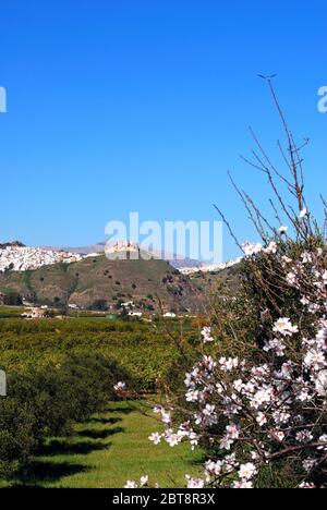 Vue sur la ville avec des citronniers en premier plan, Alora, province de Malaga, Andalousie, Espagne, Europe. Banque D'Images