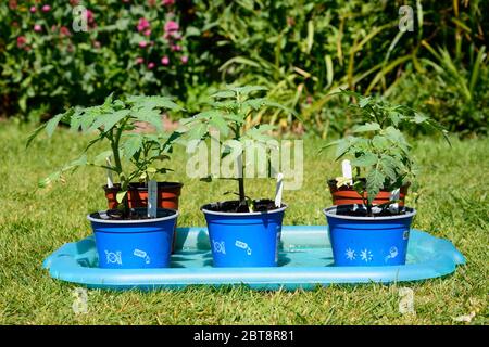 Variété de tomates Summerblast, Royaume-Uni Banque D'Images