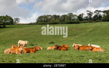 Timoleague, Cork, Irlande. 23 mai 2020. Un troupeau de jeunes taureaux à l'extérieur de Timoleague, Co. Cork, Irlande. - crédit; David Creedon / Alamy Live News Banque D'Images