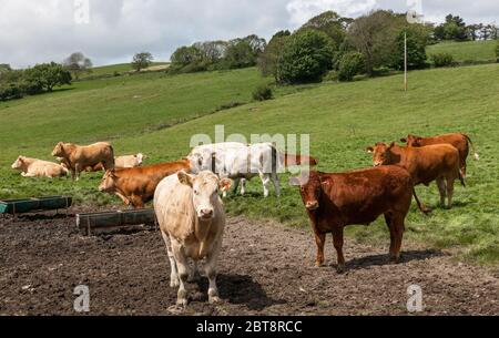 Timoleague, Cork, Irlande. 23 mai 2020. Un troupeau de jeunes taureaux à l'extérieur de Timoleague, Co. Cork, Irlande. - crédit; David Creedon / Alamy Live News Banque D'Images