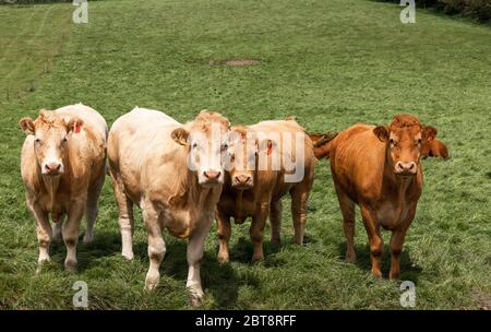 Timoleague, Cork, Irlande. 23 mai 2020. Un troupeau de jeunes taureaux à l'extérieur de Timoleague, Co. Cork, Irlande. - crédit; David Creedon / Alamy Live News Banque D'Images