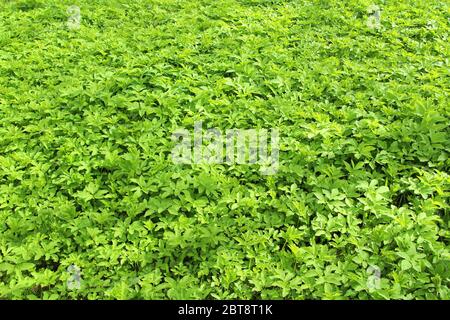 Herbe verte et luxuriante sur la pelouse. Pas de pelouse coupée, jeunes pousses au printemps. Arrière-plan pour le fond d'écran, le texte et le design. Banque D'Images