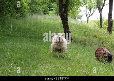 Mouton blanc avec de longs cheveu sur la pelouse Banque D'Images