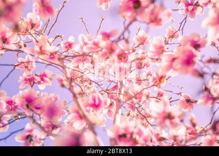Rose magnolia fleurir au printemps, lumière du soleil chaude. Flou nature printanière Banque D'Images