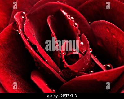 Photo macro d'une rose rouge avec des gouttes d'eau sur les pétales gros plan Banque D'Images