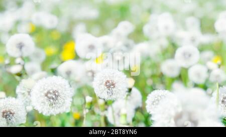 Pissenlits blancs, vert naturel, fond de source flou, mise au point sélective. Printemps nature fond, pissenlits rêveux, nature floue Banque D'Images