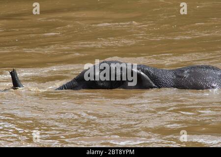 Un portrait de l'éléphant traversant les eaux brunes de la rivière Mara Banque D'Images