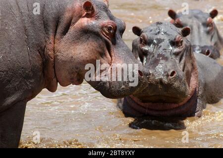 Hippopotames dans la rivière Mara Banque D'Images