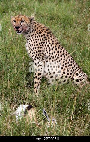 Une guépard est assise avec une bouche étalée de sang dans la grande herbe de la savane avec la terre d'une gazelle Thomson Banque D'Images