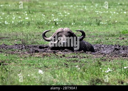 Un seul bison de cap est situé au fond d'un petit trou de boue dans la chaleur de midi et se refroidit Banque D'Images