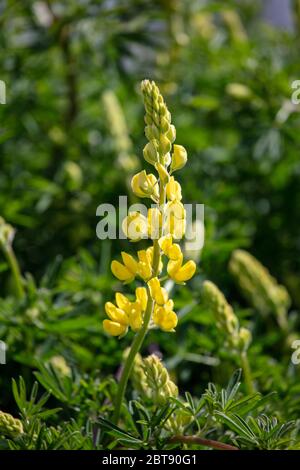 Lupins jaunes dans la nature Banque D'Images