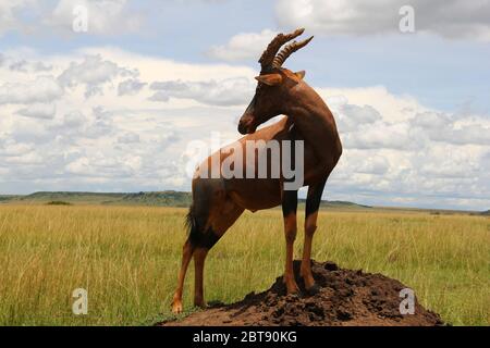 Une gazelle topi est garante sur un termite dans la vaste étendue de la savane kenyane Banque D'Images