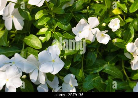 Cette photo unique montre un magnifique arbuste rempli de fleurs de jasmin blanches et de feuilles vertes. La photo a été prise en Thaïlande Banque D'Images