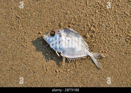 Cette photo unique montre un poisson mort lavé sur la plage et maintenant couché sur le sable Banque D'Images