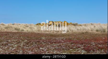 Le Gorse jaune à fleurs dans le Suffolk Banque D'Images