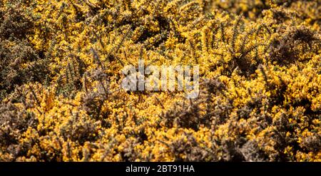 Le Gorse jaune à fleurs dans le Suffolk Banque D'Images