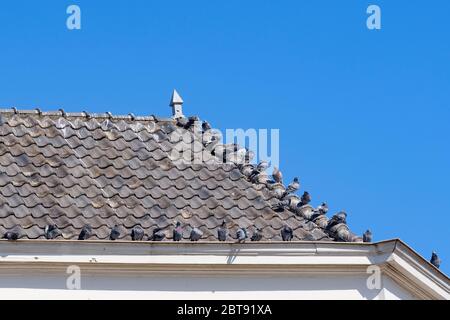 Les pigeons sont assis sur des tuiles grises au-dessus de la gouttière d'une maison, contre un ciel bleu Banque D'Images