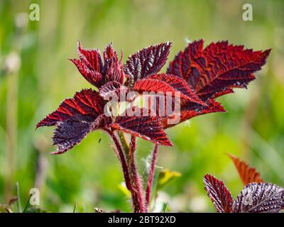 Jeune feuille de blackberry rouge forte, Rubus caesius. Feuilles pourpres rouges de mûre, fleur sauvage qui grandit dans le pré. Arrière-plan flou non mis au point Banque D'Images