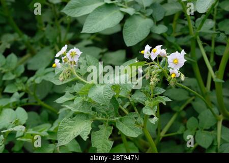 Gros plan sur les fleurs de pommes de terre blanches. Arbustes d'une plante de pomme de terre pendant la période de floraison. Des buissons de pommes de terre vertes dans un cottage d'été. Banque D'Images