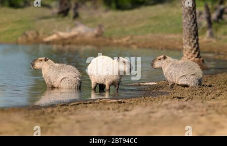 Groupe de capybaras sur une rive, Pantanal Sud, Brésil. Banque D'Images