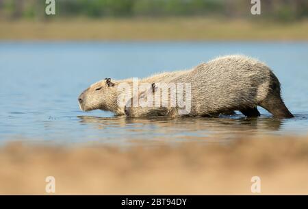 Gros plan de deux capybaras sur une rive, South Pantanal, Brésil. Banque D'Images