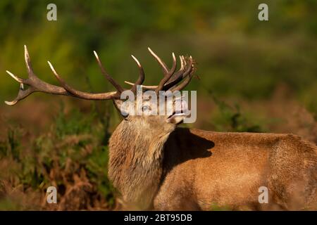 Gros plan d'un cerf de Virginie debout dans la fougères pendant la saison de rutting à l'automne, au Royaume-Uni. Banque D'Images