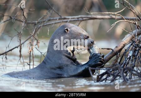 Gros plan d'une loutre géante de rivière mangeant un poisson dans un habitat naturel, Pantanal, Brésil. Banque D'Images