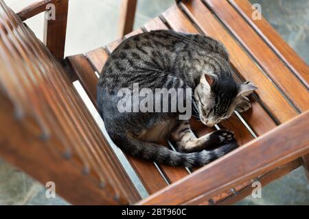 Chat gris dormant sur une chaise en bois, Brésil. Banque D'Images