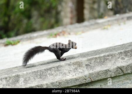 Écureuil noir muté (Sciurus vulgaris) tournant avec une noix dans les jardins du château de Cesky Krumlov Banque D'Images